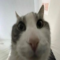 Minh avatar
