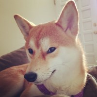truongtantam avatar