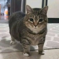 phuong Avatar