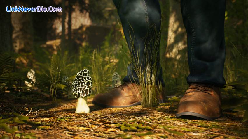 Hình ảnh trong game Morels: The Hunt (screenshot)