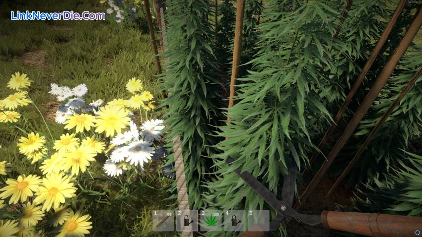 Hình ảnh trong game Weed Farmer Simulator (screenshot) Hình ảnh trong game Weed Farmer Simulator (screenshot)